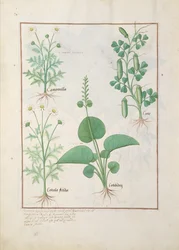 Kamilla (bal fent) és uborka (jobbra) Illusztráció Matthaeus Platearius Egyszerű gyógyszerek könyvéből 146